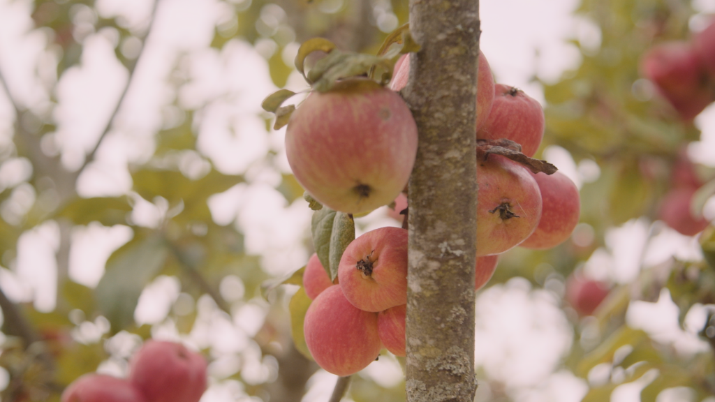 National Trust – Cotehele Apple Story | Fresh Ground Films Exeter Cinematic Stories With Soul